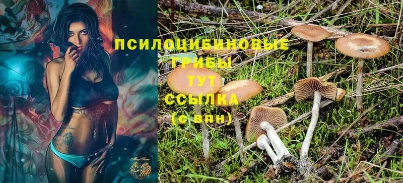 мега ССЫЛКА  где купить   Каменск-Шахтинский  Галлюциногенные грибы MAGIC MUSHROOMS 